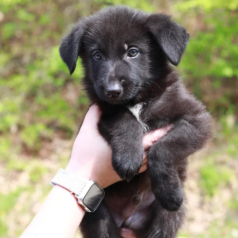 A baby large-sized male Black Shepherd dog named Ct Arches Avail May for adoption in Eastford, CT