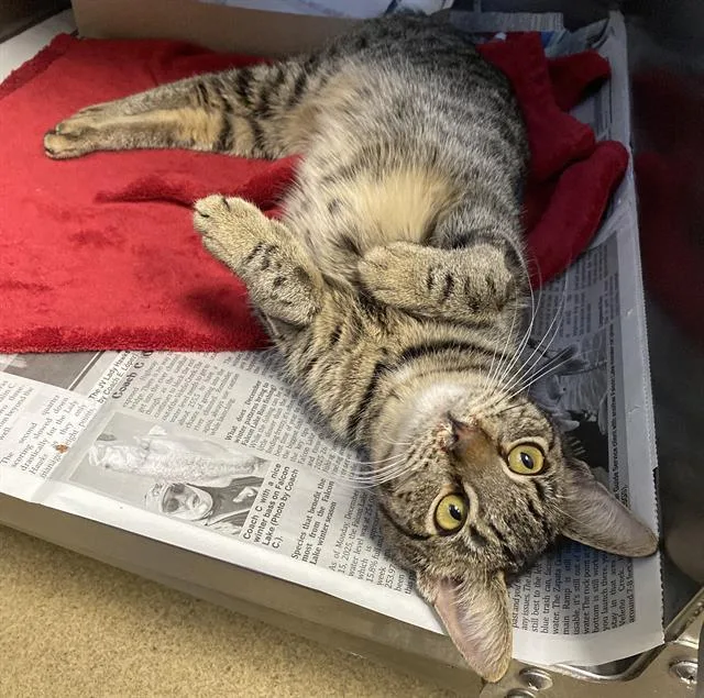 A young small-sized female Domestic Short Hair cat named Fiona for adoption in San Antonio, TX