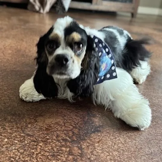 A young small-sized female Cocker Spaniel dog named Daisy for adoption in Floresville, TX