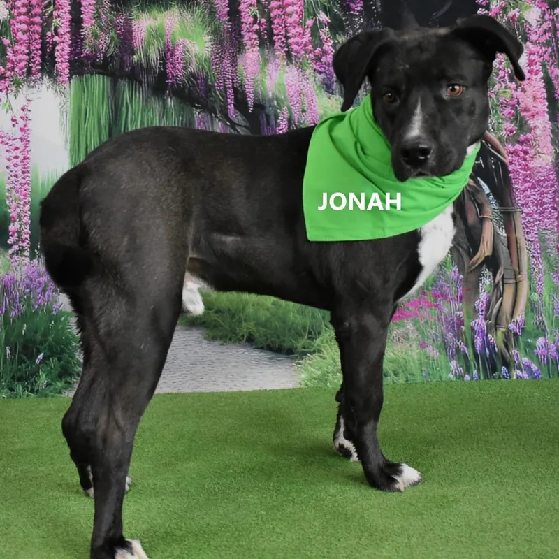 An adult large-sized male Black Labrador Retriever dog named Jonah for adoption in Yuma, AZ