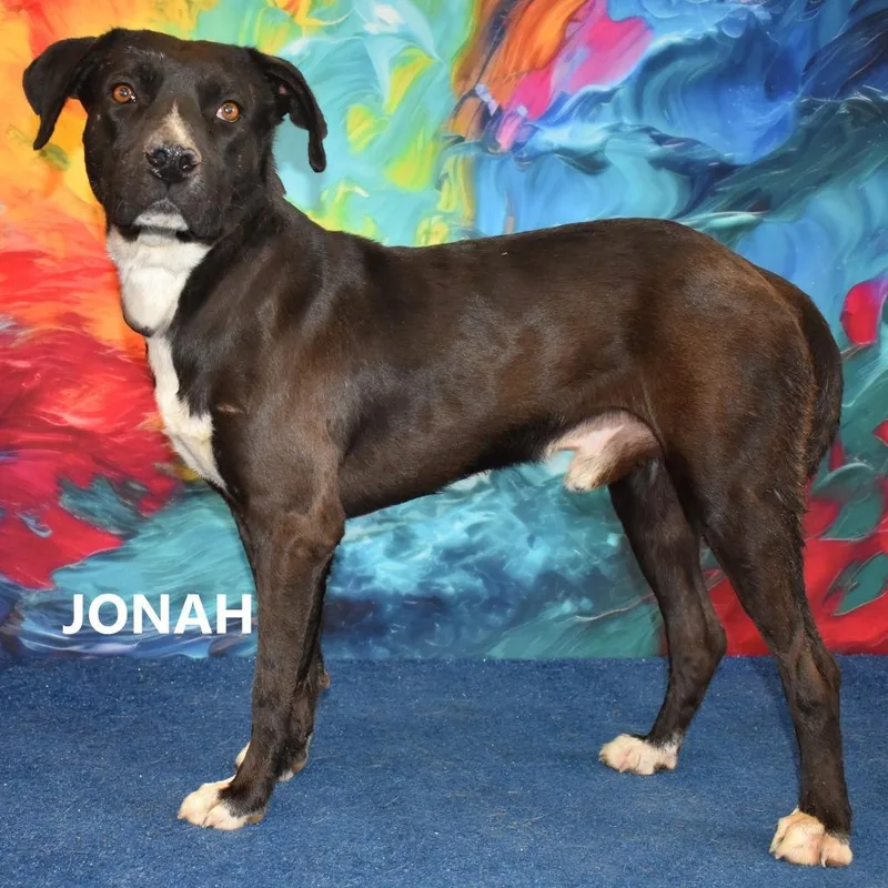 Jonah thumbnail 4