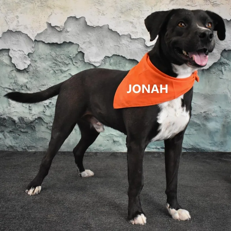 Jonah thumbnail 6