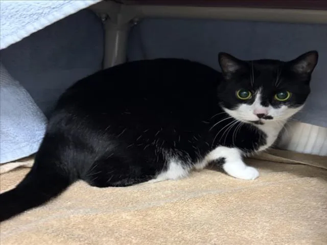 A young medium-sized female Domestic Short Hair cat named Margarita for adoption in Derwood, MD