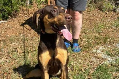 A baby small-sized female Doberman Pinscher dog named Leelu for adoption in Westland, MI