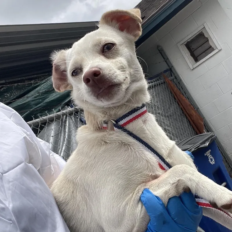 Capellini thumbnail 2