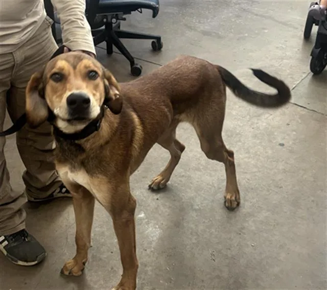 An adult large-sized male Mixed Breed dog named Luke for adoption in Dallas, TX