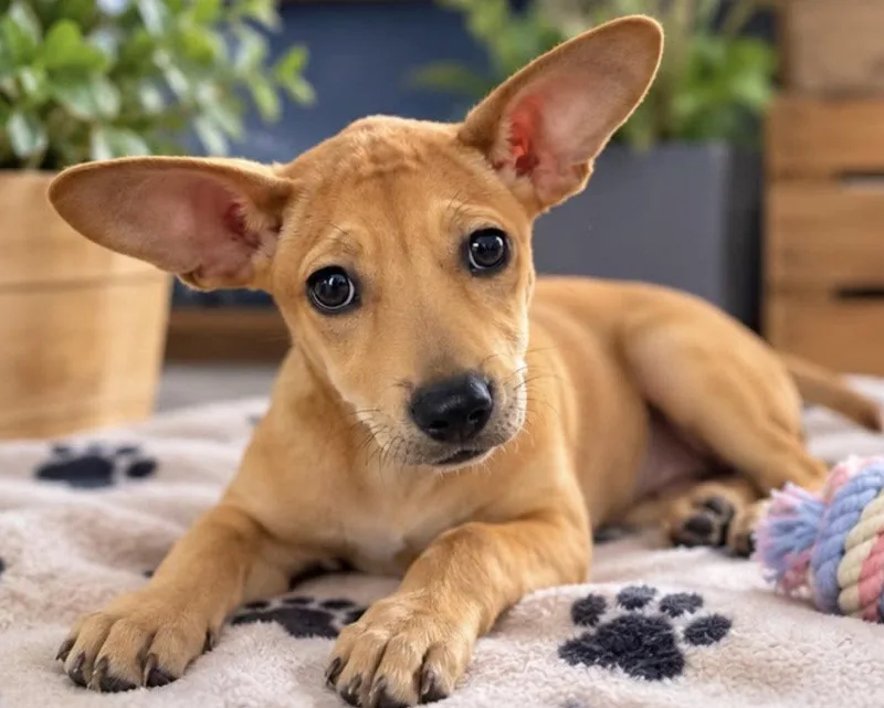 A baby medium-sized female Chihuahua dog named Gigi for adoption in Margate, FL