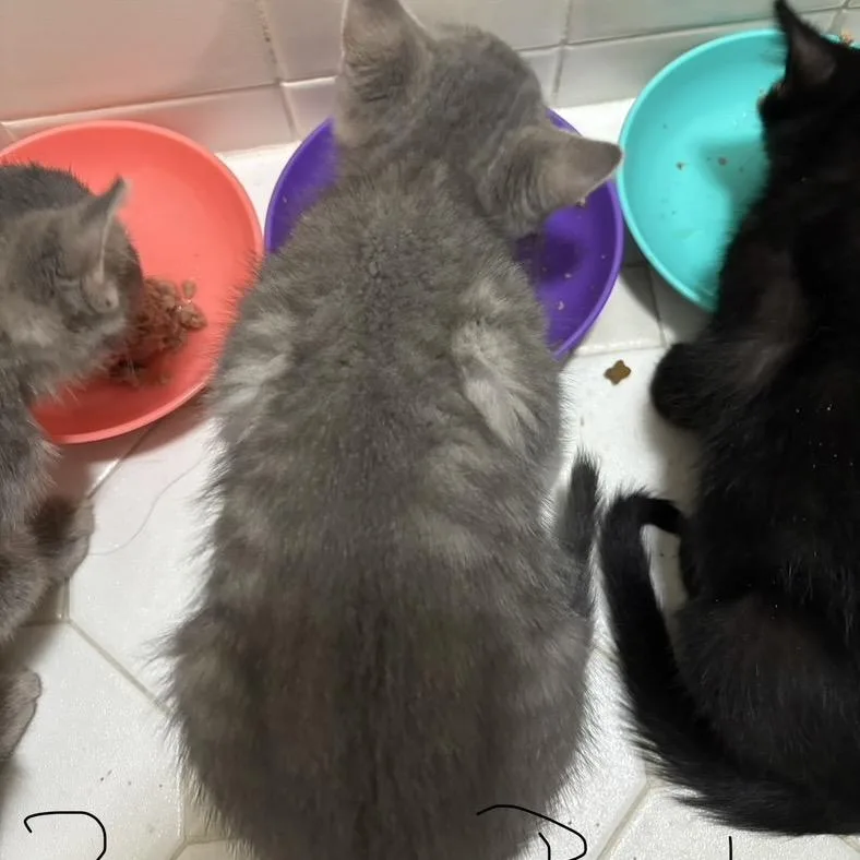 A baby small-sized male Gray / Blue / Silver Domestic Short Hair cat named Macintosh for adoption in Bensalem, PA