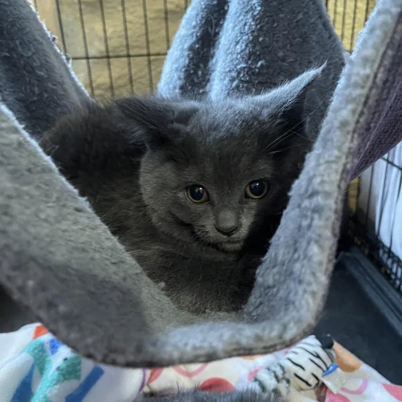 Sterling thumbnail 2