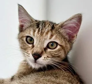 A baby medium-sized female Domestic Short Hair cat named Jadena for adoption in Shoreline, WA