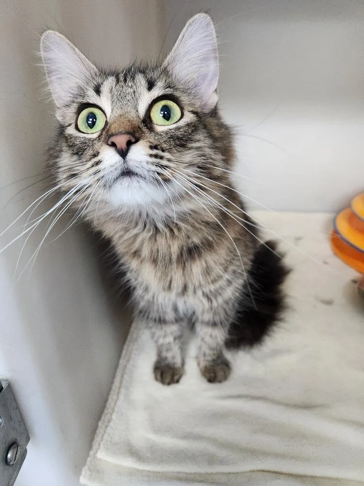 An adult medium-sized female Tabby (Brown / Chocolate) Domestic Medium Hair cat named Mama Mia for adoption in Westfield, WI