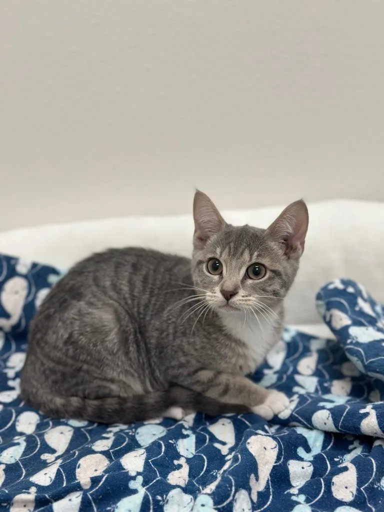 A baby small-sized female Tabby cat named Lavender for adoption in Newberg, OR