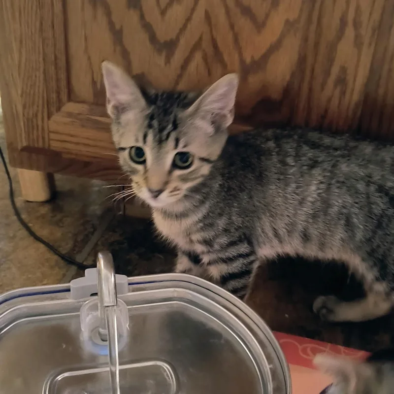A baby small-sized male Domestic Short Hair cat named Shade for adoption in Chandler, AZ