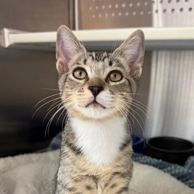 A baby small-sized male Brown / Chocolate Domestic Short Hair cat named Chickpea for adoption in Fort Lauderdale, FL