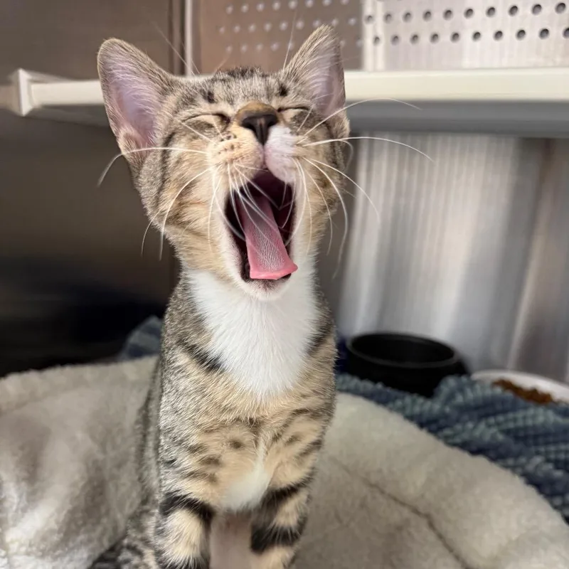 Chickpea thumbnail 3