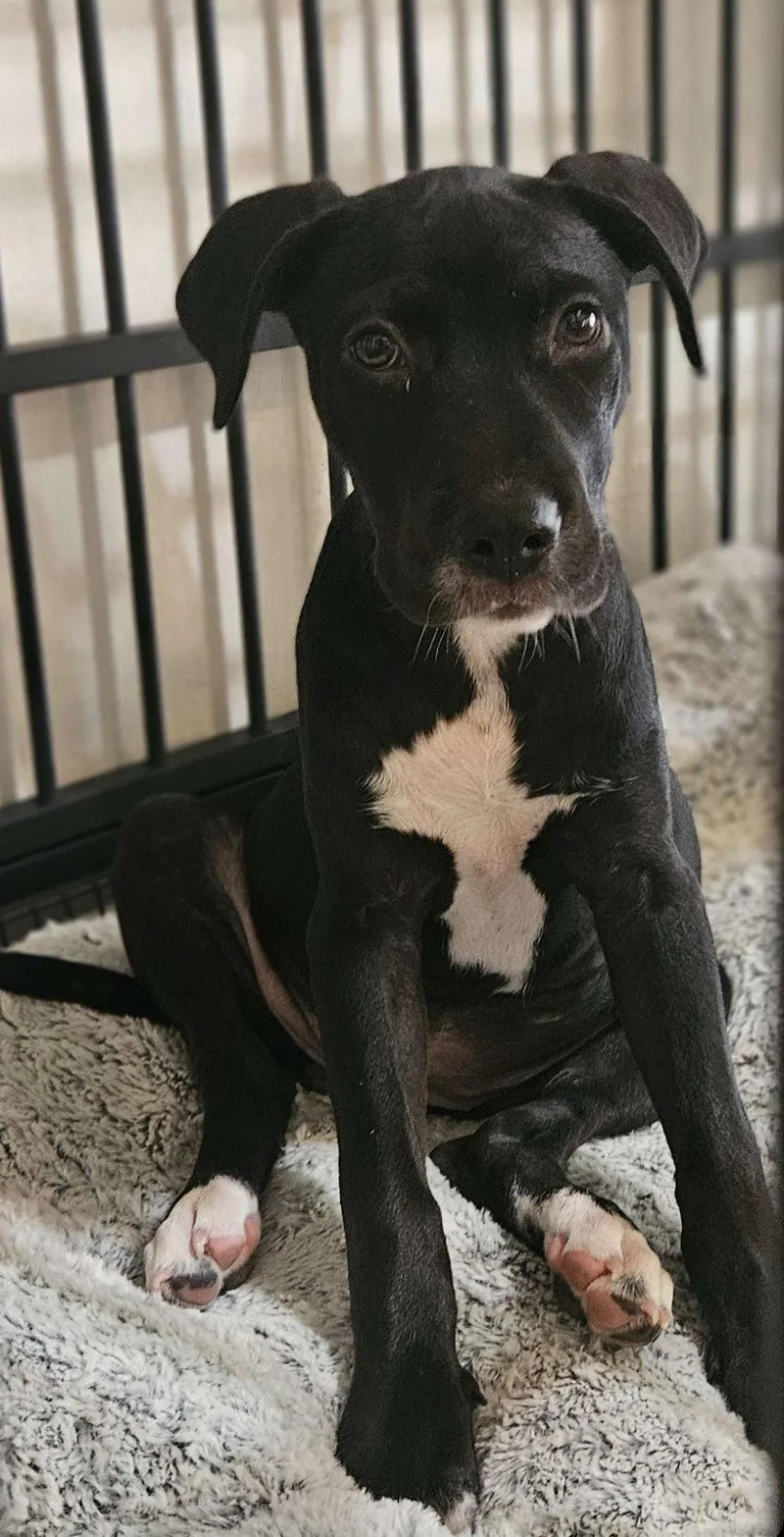 A baby medium-sized female Labrador Retriever dog named Calliope for adoption in Fort Worth, TX
