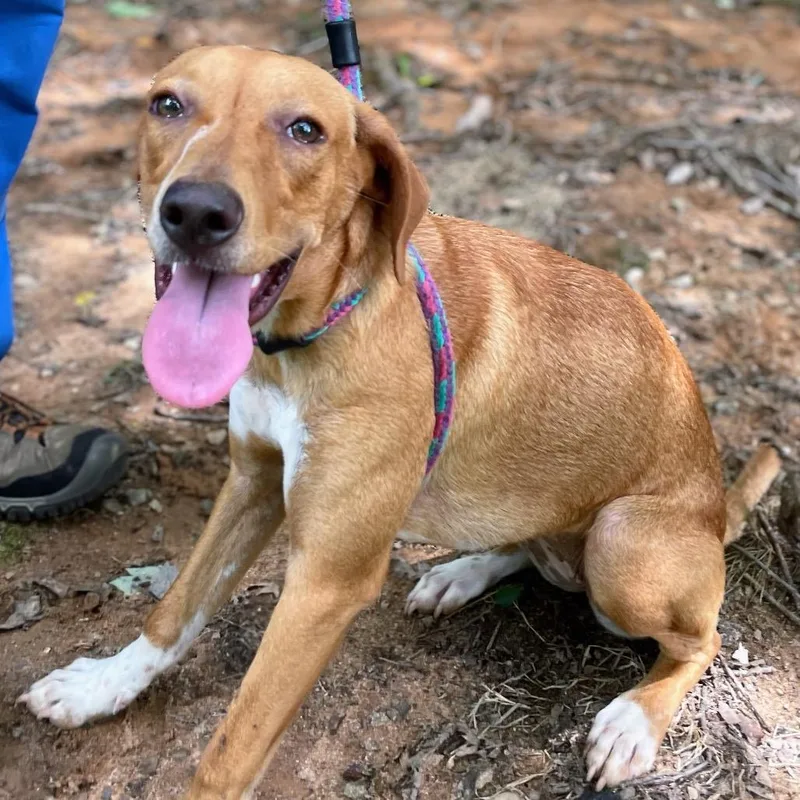 A young small-sized female Yellow / Tan / Blond / Fawn Mixed Breed dog named Spilner for adoption in Yanceyville, NC