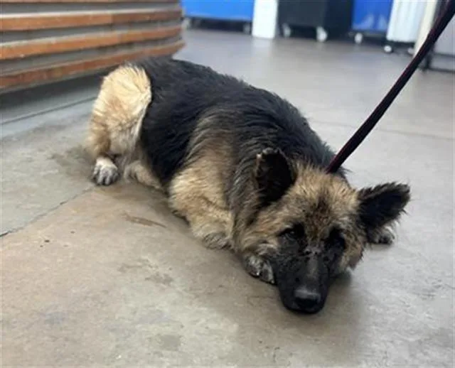 An adult large-sized male Mixed Breed dog named Chester for adoption in Dallas, TX