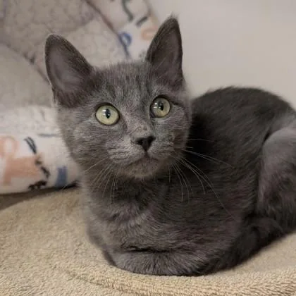 A baby small-sized female Domestic Short Hair cat named Addie for adoption in Voorhees, NJ