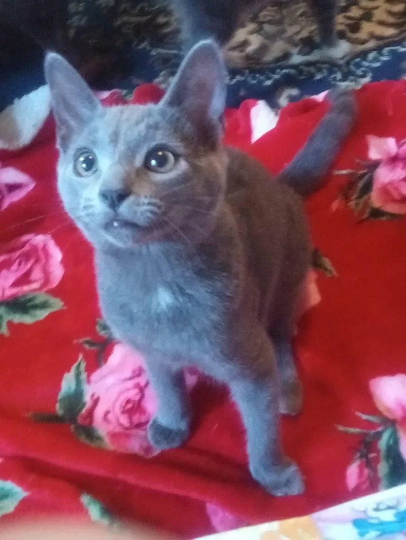 A young large-sized male Gray / Blue / Silver Domestic Short Hair cat named Hopper for adoption in Scotland Neck, NC