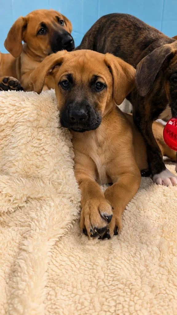 A baby medium-sized female Boxer dog named Millie for adoption in Seven Points, TX