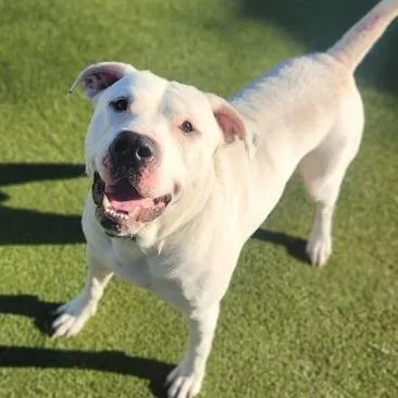 An adult large-sized male White / Cream Pit Bull Terrier dog named Dalton for adoption in Austin, TX
