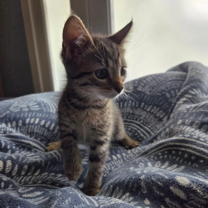 A baby small-sized female Brown / Chocolate Domestic Short Hair cat named Aioli for adoption in Brea, CA