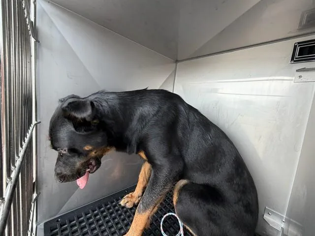 A young large-sized male Mixed Breed dog named Tokyo for adoption in Dallas, TX