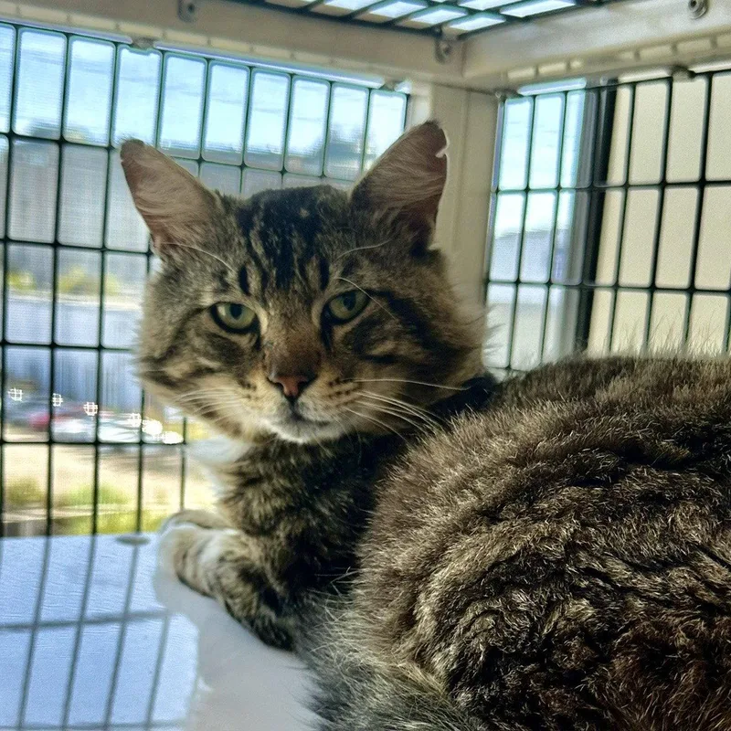 An adult large-sized male Domestic Short Hair cat named Elvis for adoption in Burlingame, CA