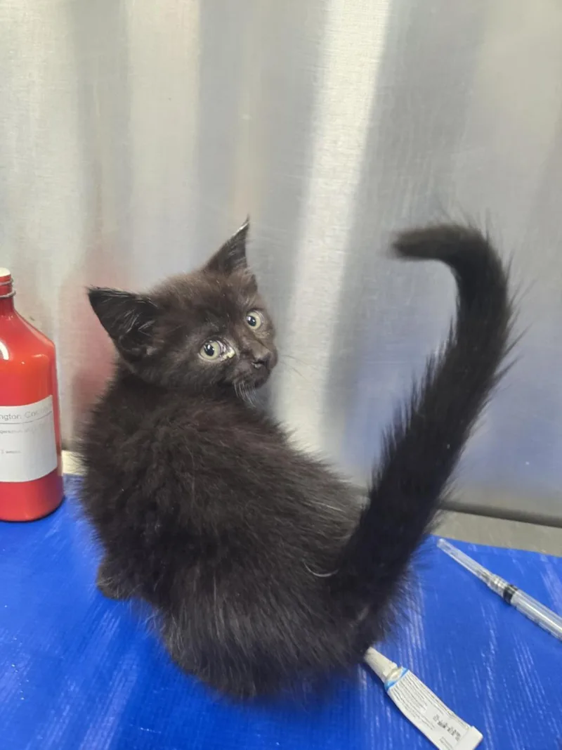 A baby small-sized female Domestic Short Hair cat named Sunflower for adoption in Hagerstown, MD