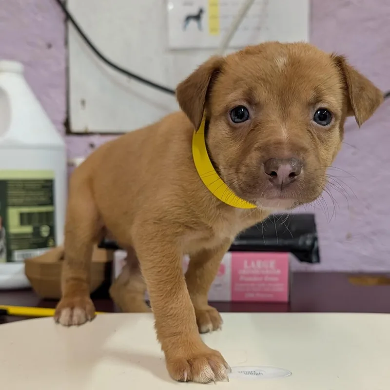 A baby large-sized female Yellow / Tan / Blond / Fawn Mixed Breed dog named Autumn for adoption in Jefferson city, TN