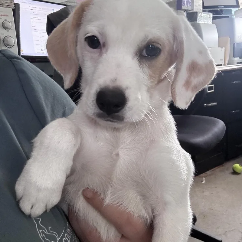 A baby medium-sized female White / Cream Mixed Breed dog named Dory for adoption in Marion, NC