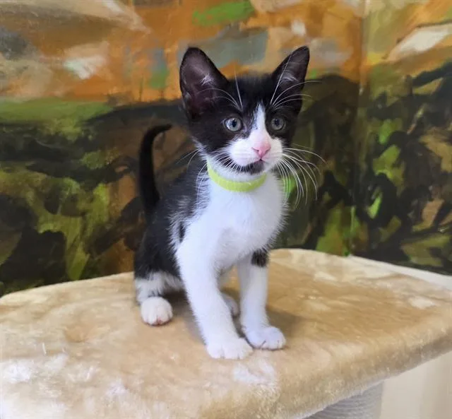 A baby small-sized male Domestic Short Hair cat named Edward for adoption in Santa Clara, CA