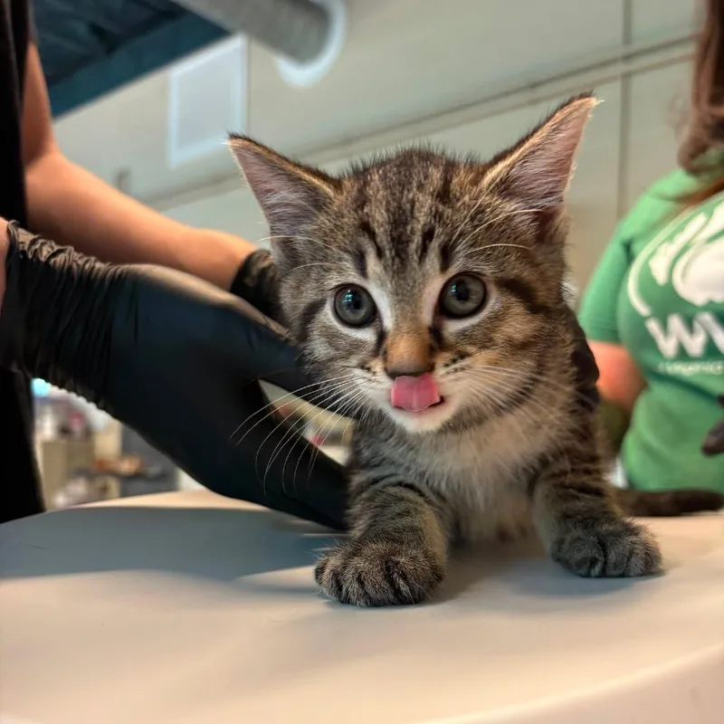 A baby small-sized male Brown / Chocolate Domestic Short Hair cat named Money for adoption in Huntington, WV