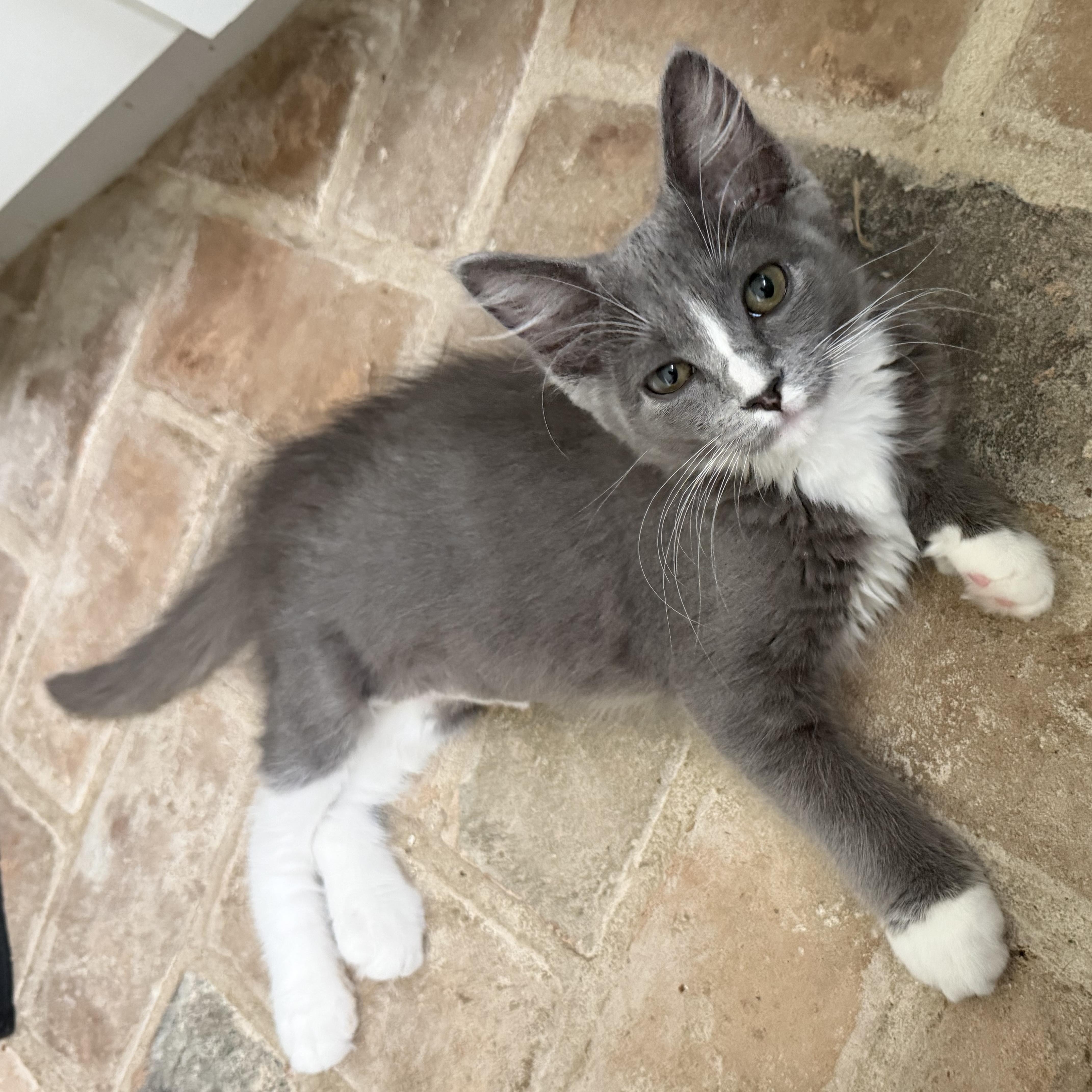 A baby medium-sized female Gray & White Siberian cat named Dr Crash Of The for adoption in Spring, TX