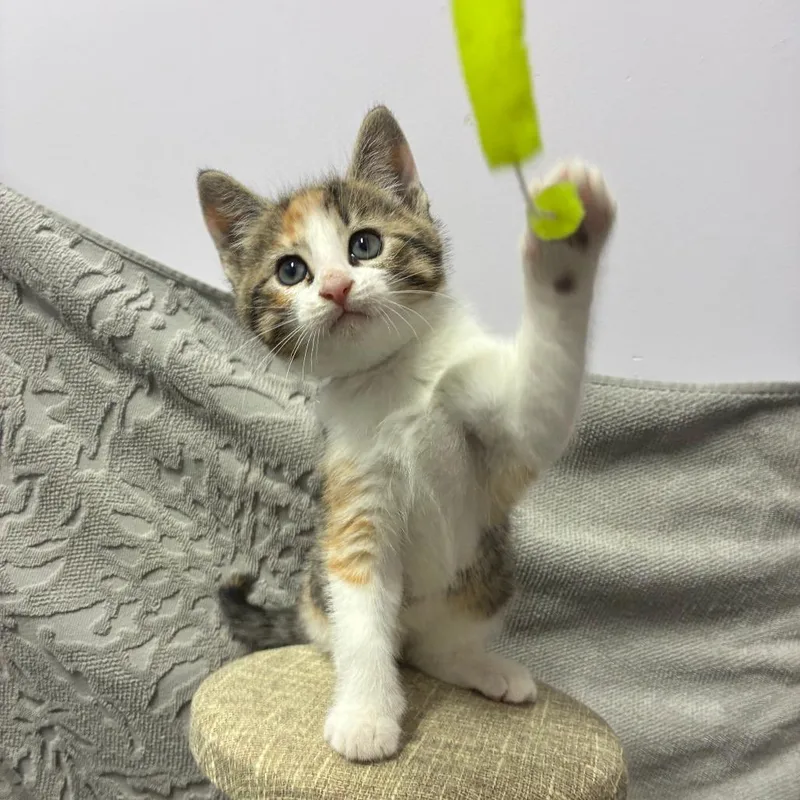 A baby small-sized female Brown / Chocolate Domestic Short Hair cat named Bunny for adoption in Auburn, AL