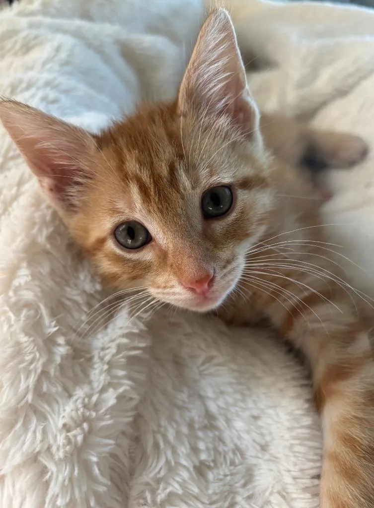 A baby small-sized male Tabby (Orange / Red) Domestic Short Hair cat named South Carolina for adoption in Columbus, NE