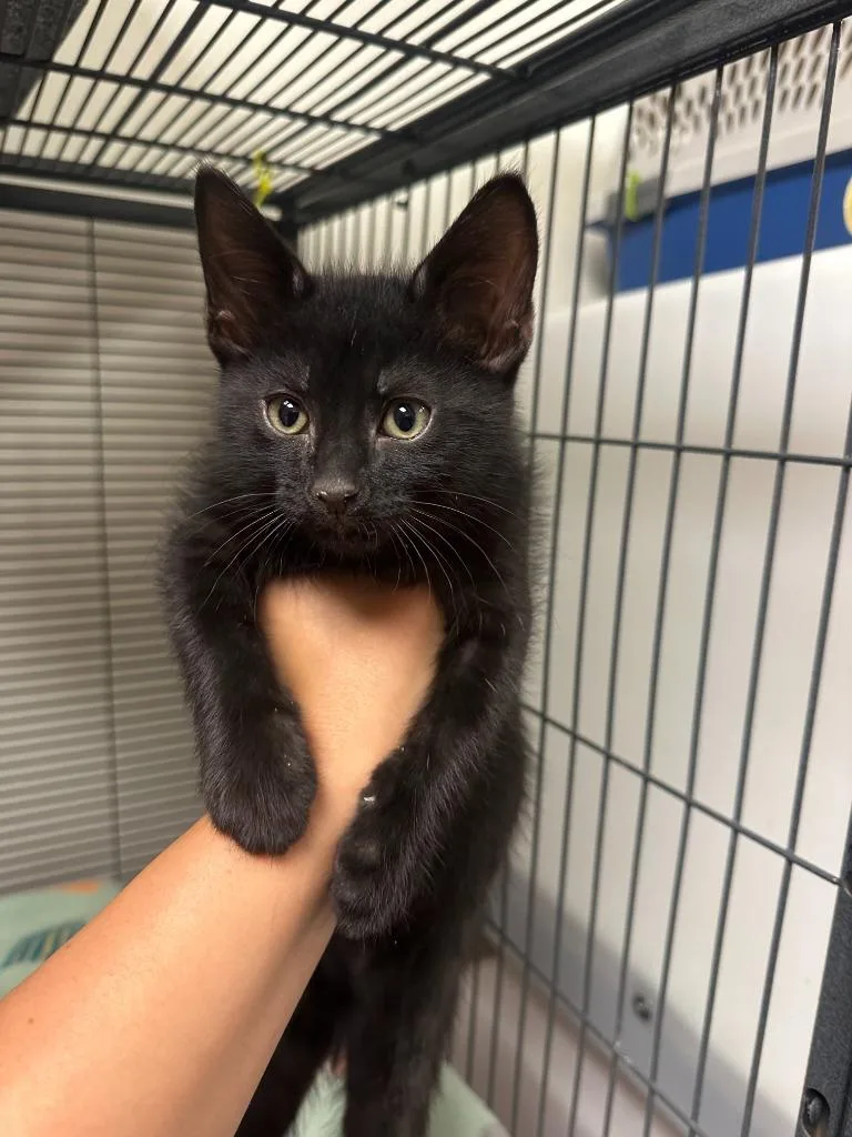 A baby small-sized male Domestic Short Hair cat named Scorpion for adoption in Blountville, TN