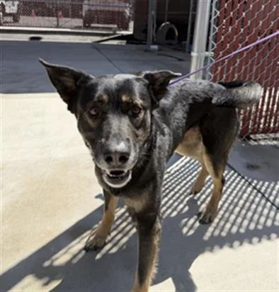 An adult large-sized male German Shepherd Dog dog named Bugs for adoption in Redlands, CA