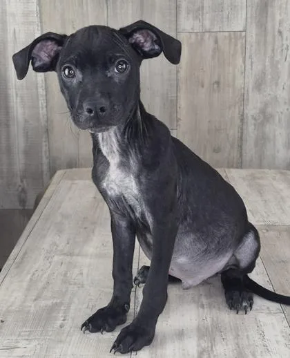An adult small-sized male Mixed Breed dog named Batman for adoption in Shreveport, LA