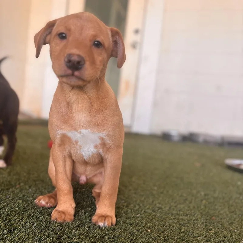 Yaco Bama thumbnail 4