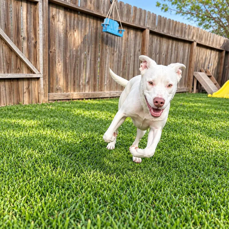 A young medium-sized female White / Cream American Staffordshire Terrier dog named Snowflake for adoption in Houston, TX
