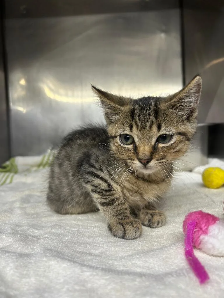 A baby medium-sized male Domestic Short Hair cat named Sir Lancelot for adoption in Murray, KY
