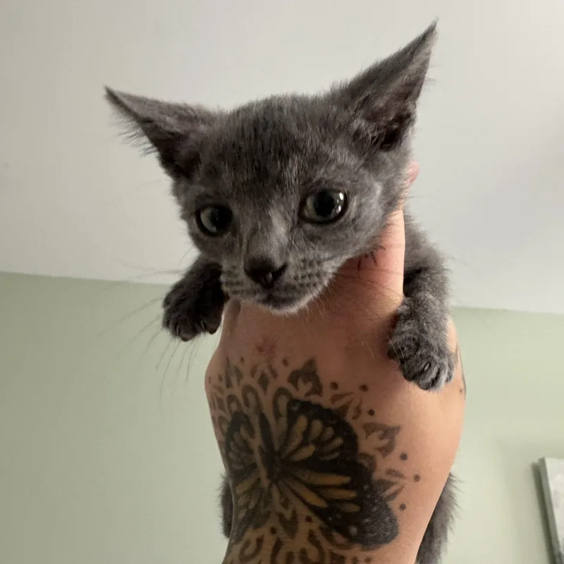 A baby small-sized female American Shorthair cat named Lex and Grant for adoption in Darien Center, NY