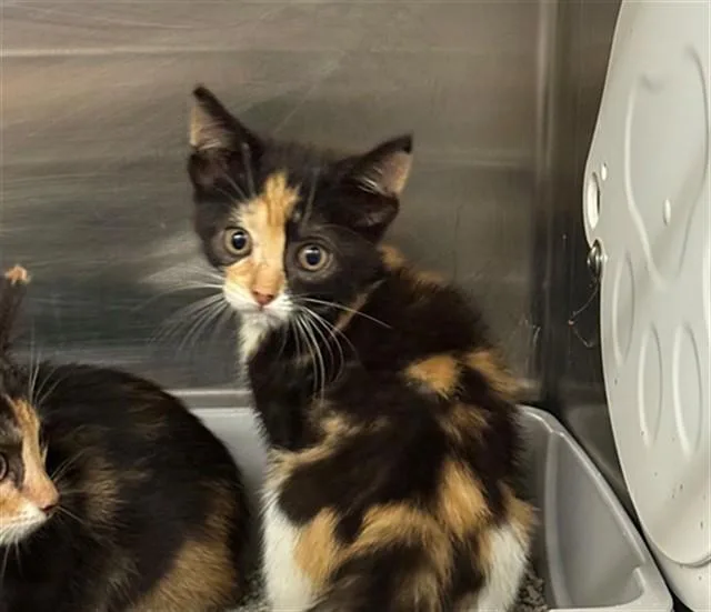 A baby small-sized female Domestic Short Hair cat named Rose for adoption in Conroe, TX