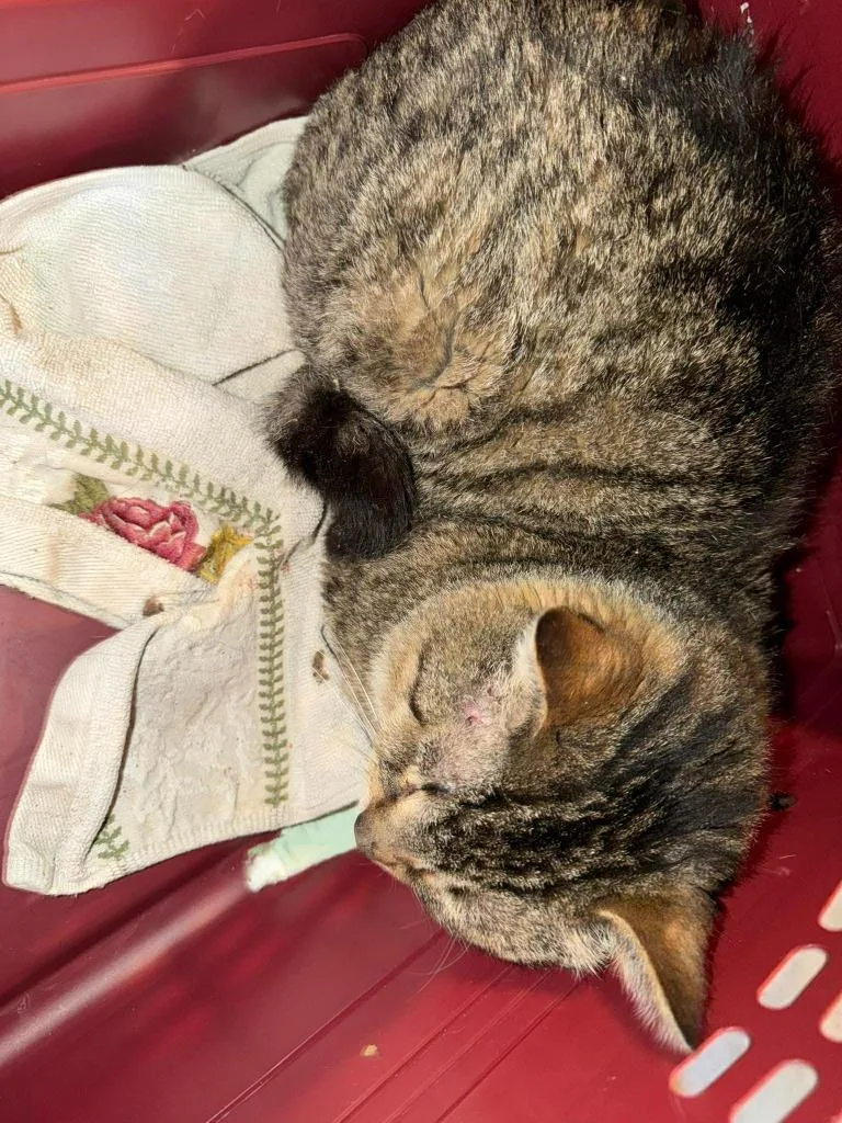 An adult medium-sized male Domestic Short Hair cat named Thomas for adoption in Cloquet, MN