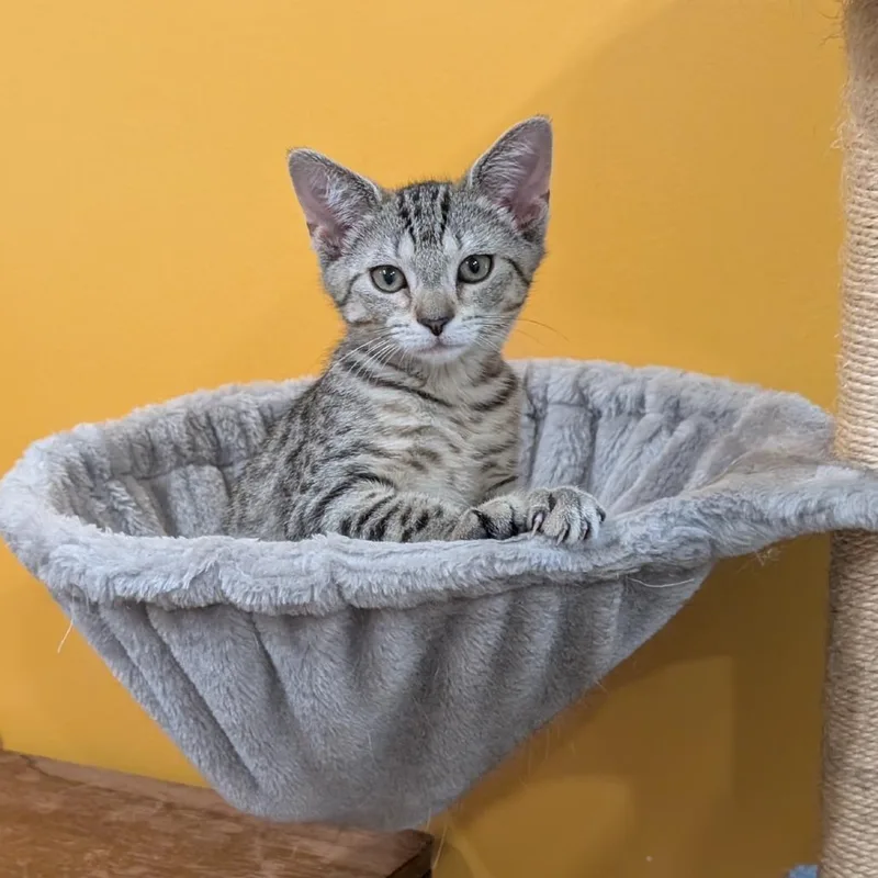 A baby small-sized female Brown / Chocolate Domestic Short Hair cat named Grace for adoption in Gibsonia, PA