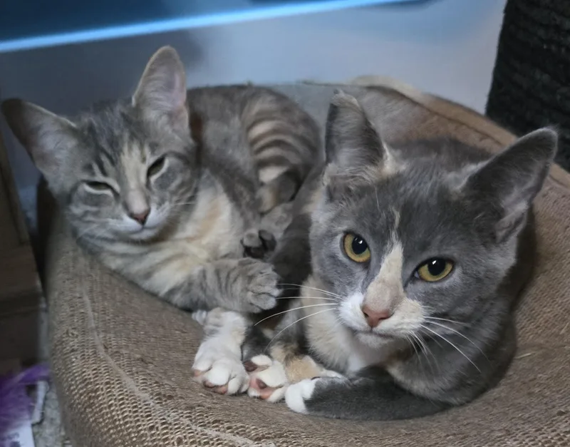 A baby medium-sized female Domestic Short Hair cat named Callie and Hailey for adoption in Chesapeake Beach, MD