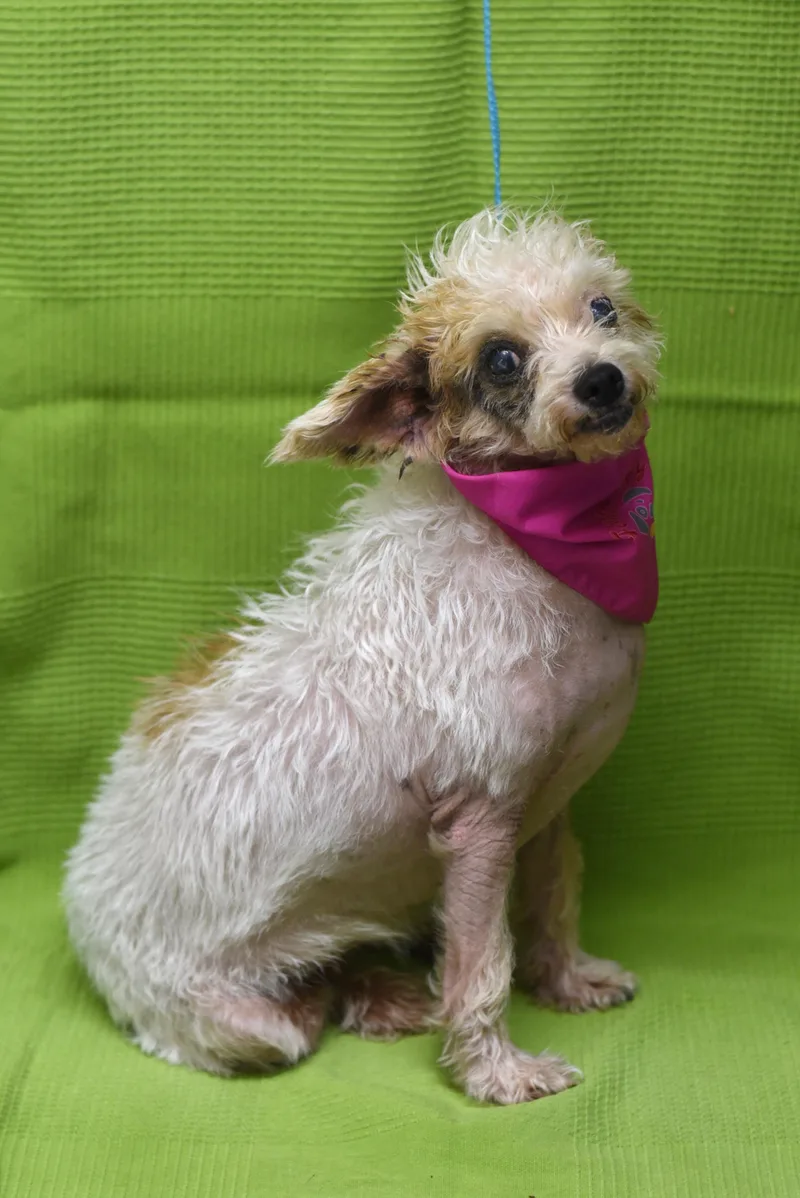 An adult small-sized female Miniature Poodle dog named Nadine for adoption in Los Angeles, CA