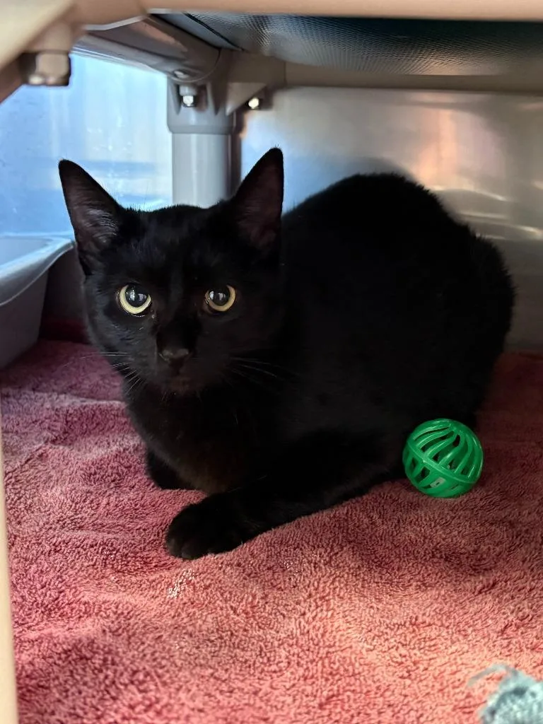 A young medium-sized female Domestic Short Hair cat named Lilo for adoption in Gillette, WY